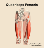 The quadriceps femoris muscle of the thigh - orientation 6