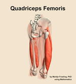 The quadriceps femoris muscle of the thigh - orientation 7