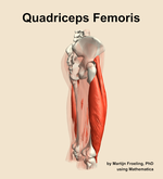 The quadriceps femoris muscle of the thigh - orientation 8