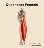 The quadriceps femoris muscle of the thigh - orientation 9