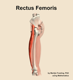 The rectus femoris muscle of the thigh - orientation 1