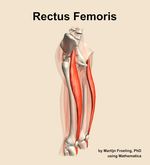 The rectus femoris muscle of the thigh - orientation 10