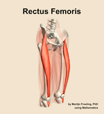 The rectus femoris muscle of the thigh - orientation 11