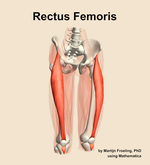 The rectus femoris muscle of the thigh - orientation 12