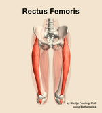 The rectus femoris muscle of the thigh - orientation 13
