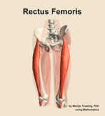 The rectus femoris muscle of the thigh - orientation 14