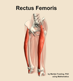 The rectus femoris muscle of the thigh - orientation 15