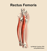 The rectus femoris muscle of the thigh - orientation 16