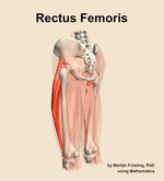 The rectus femoris muscle of the thigh - orientation 3