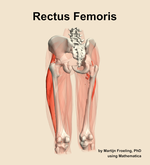 The rectus femoris muscle of the thigh - orientation 4