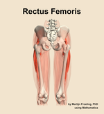 The rectus femoris muscle of the thigh - orientation 5