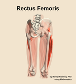 The rectus femoris muscle of the thigh - orientation 6