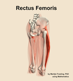 The rectus femoris muscle of the thigh - orientation 7
