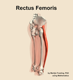 The rectus femoris muscle of the thigh - orientation 8
