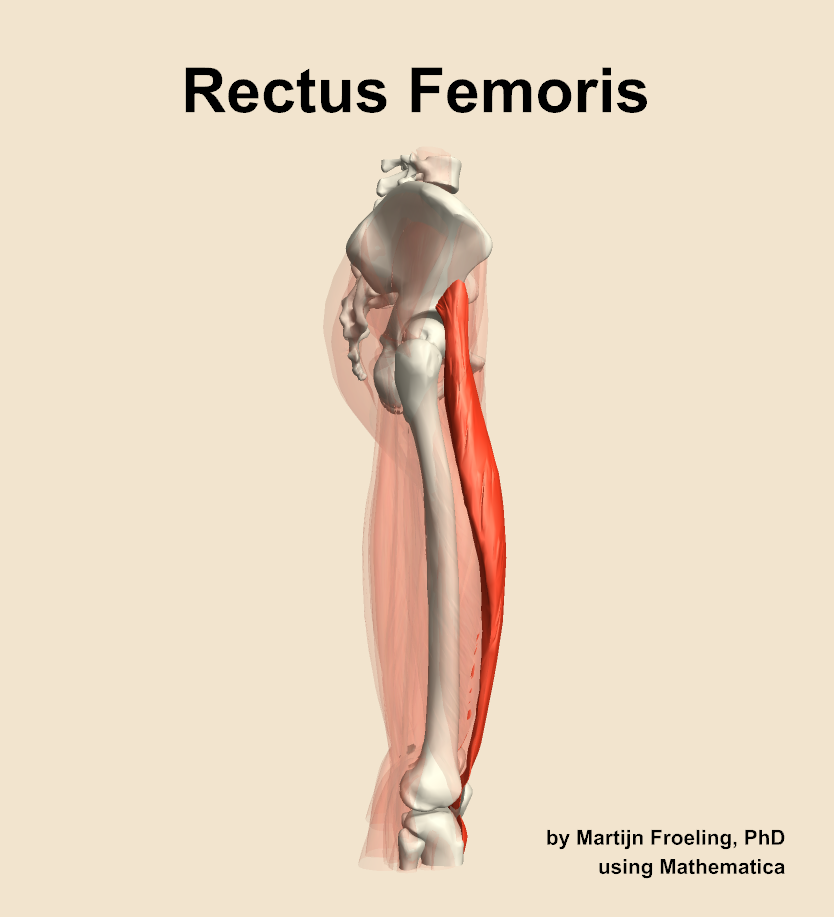 The rectus femoris muscle of the thigh