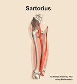 The sartorius muscle of the thigh - orientation 10