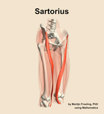 The sartorius muscle of the thigh - orientation 11