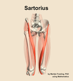 The sartorius muscle of the thigh - orientation 12