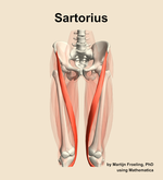 The sartorius muscle of the thigh - orientation 13