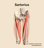 The sartorius muscle of the thigh - orientation 14
