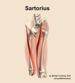 The sartorius muscle of the thigh - orientation 15