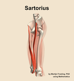 The sartorius muscle of the thigh - orientation 16