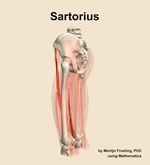 The sartorius muscle of the thigh - orientation 2