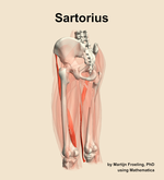 The sartorius muscle of the thigh - orientation 3