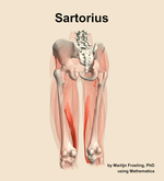 The sartorius muscle of the thigh - orientation 4