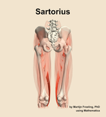 The sartorius muscle of the thigh - orientation 5