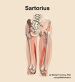 The sartorius muscle of the thigh - orientation 6