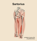 The sartorius muscle of the thigh - orientation 7