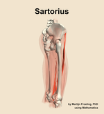 The sartorius muscle of the thigh - orientation 8