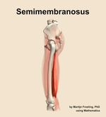 The semimembranosus muscle of the thigh - orientation 1