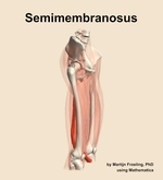 The semimembranosus muscle of the thigh - orientation 10
