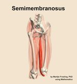 The semimembranosus muscle of the thigh - orientation 11