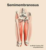 The semimembranosus muscle of the thigh - orientation 12
