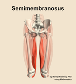 The semimembranosus muscle of the thigh - orientation 13