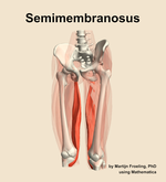 The semimembranosus muscle of the thigh - orientation 14