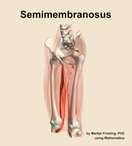 The semimembranosus muscle of the thigh - orientation 15