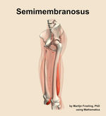 The semimembranosus muscle of the thigh - orientation 16