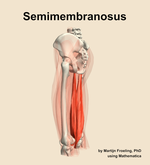 The semimembranosus muscle of the thigh - orientation 2