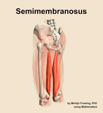 The semimembranosus muscle of the thigh - orientation 3