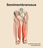 The semimembranosus muscle of the thigh - orientation 4