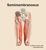 The semimembranosus muscle of the thigh - orientation 5