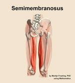 The semimembranosus muscle of the thigh - orientation 6
