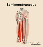 The semimembranosus muscle of the thigh - orientation 7