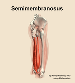 The semimembranosus muscle of the thigh - orientation 8