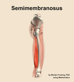 The semimembranosus muscle of the thigh - orientation 9