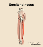 The semitendinosus muscle of the thigh - orientation 1